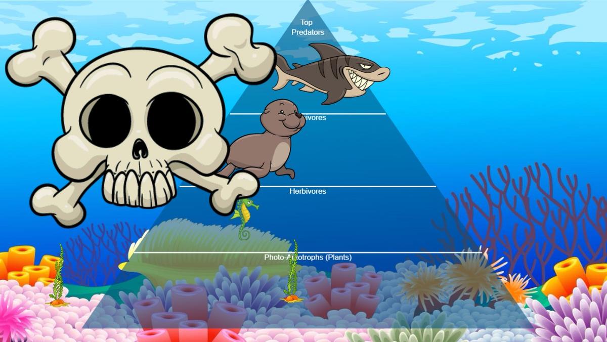 Ocean Food Chain Pyramid