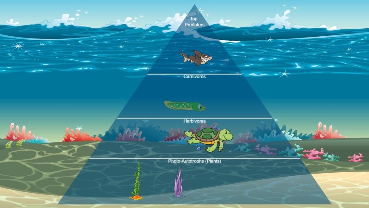 Ocean Food Chain Pyramid