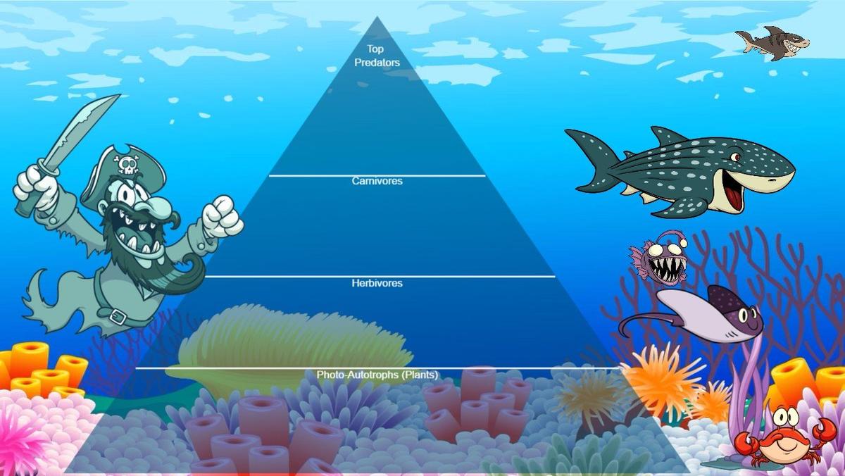 Ocean Food Chain Pyramid