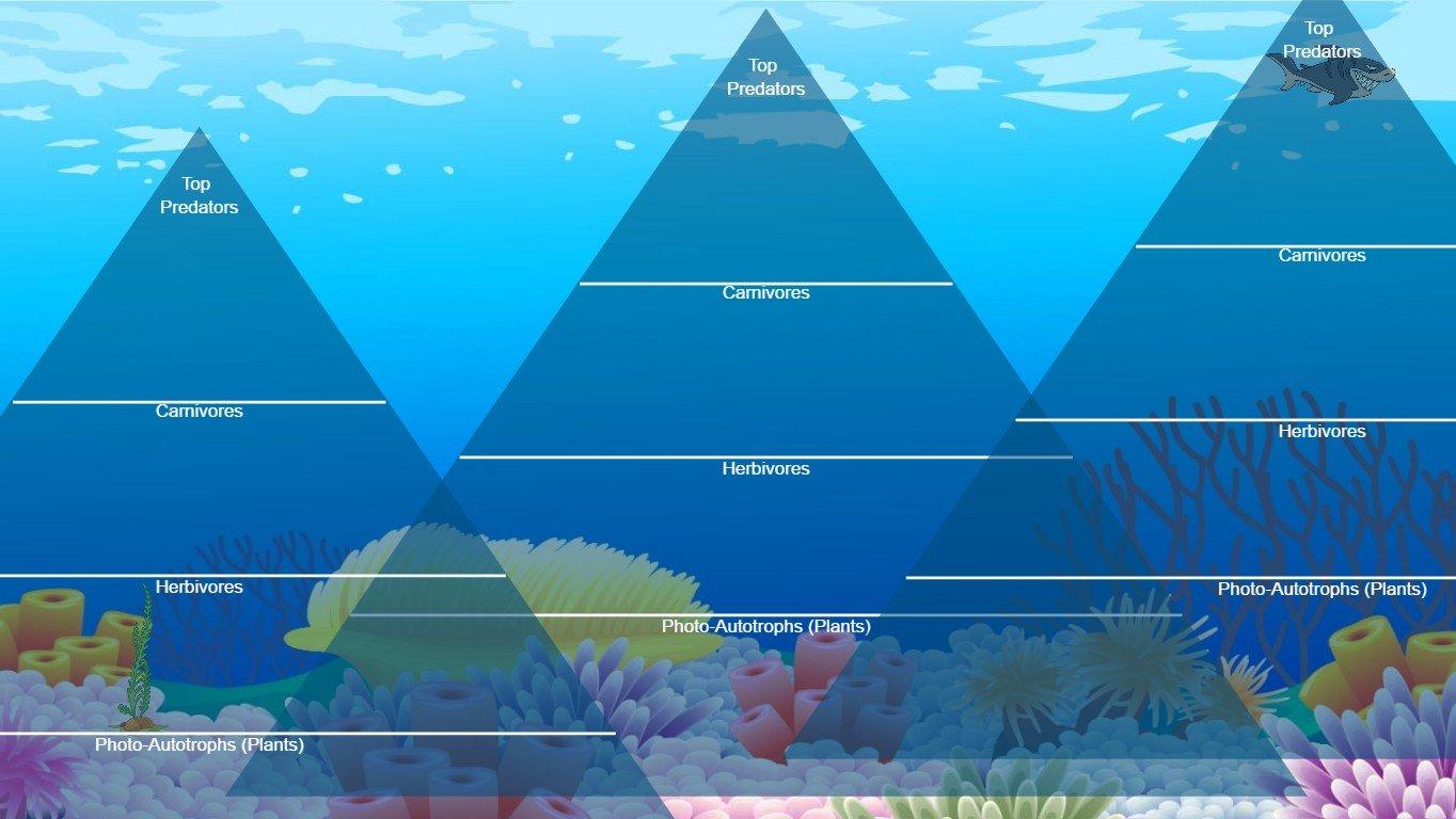 Ocean Ecological Pyramid