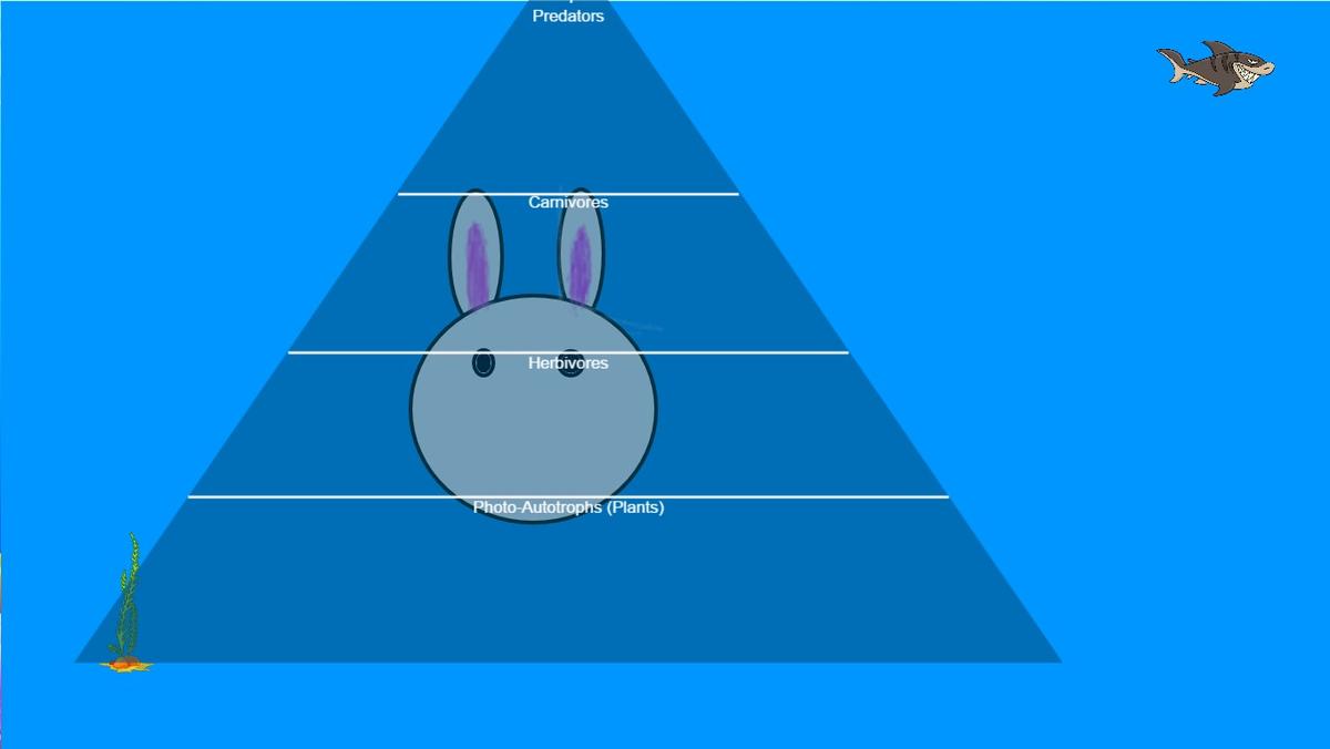 Ocean Food Chain Pyramid