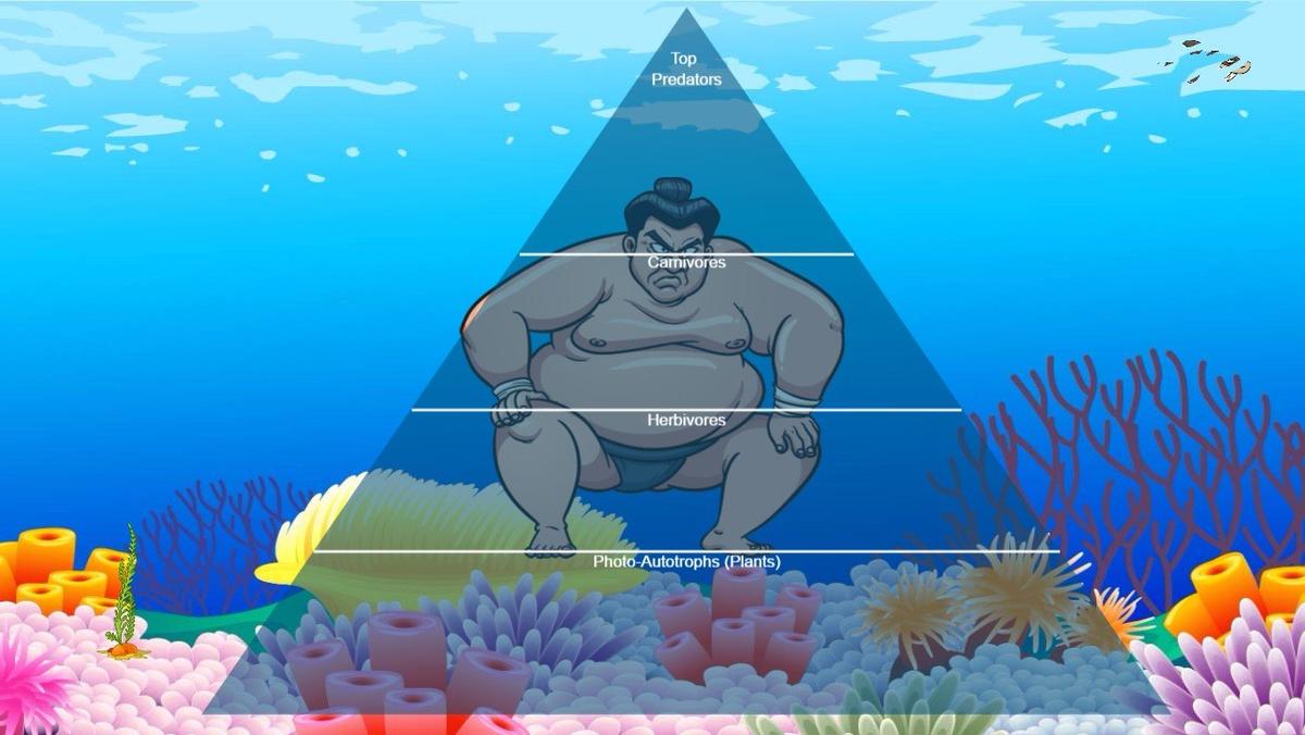 Ocean Food Chain Pyramid