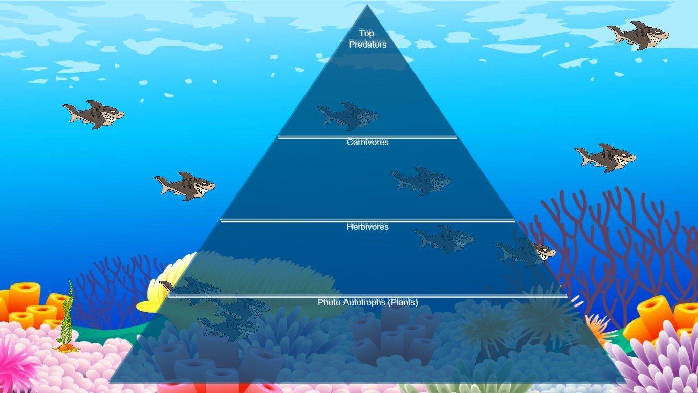 Ocean Ecological Pyramid