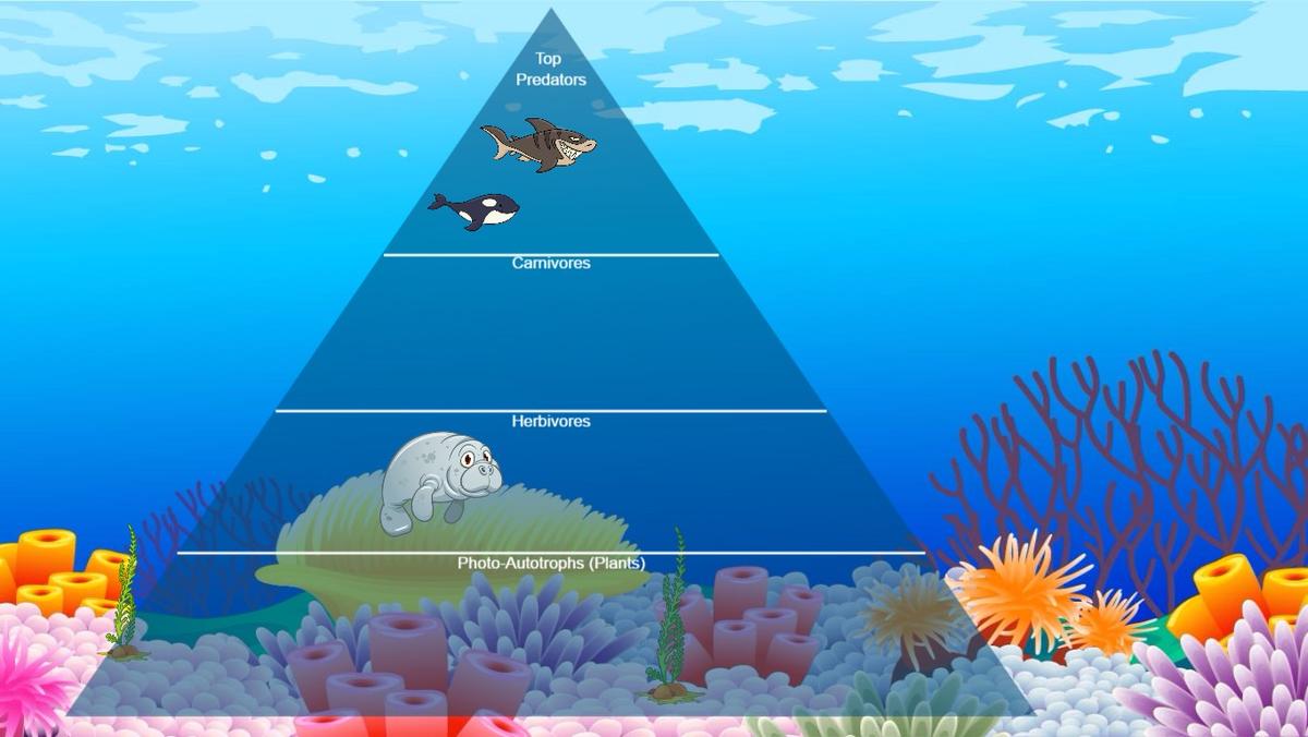 Ocean Ecological Pyramid