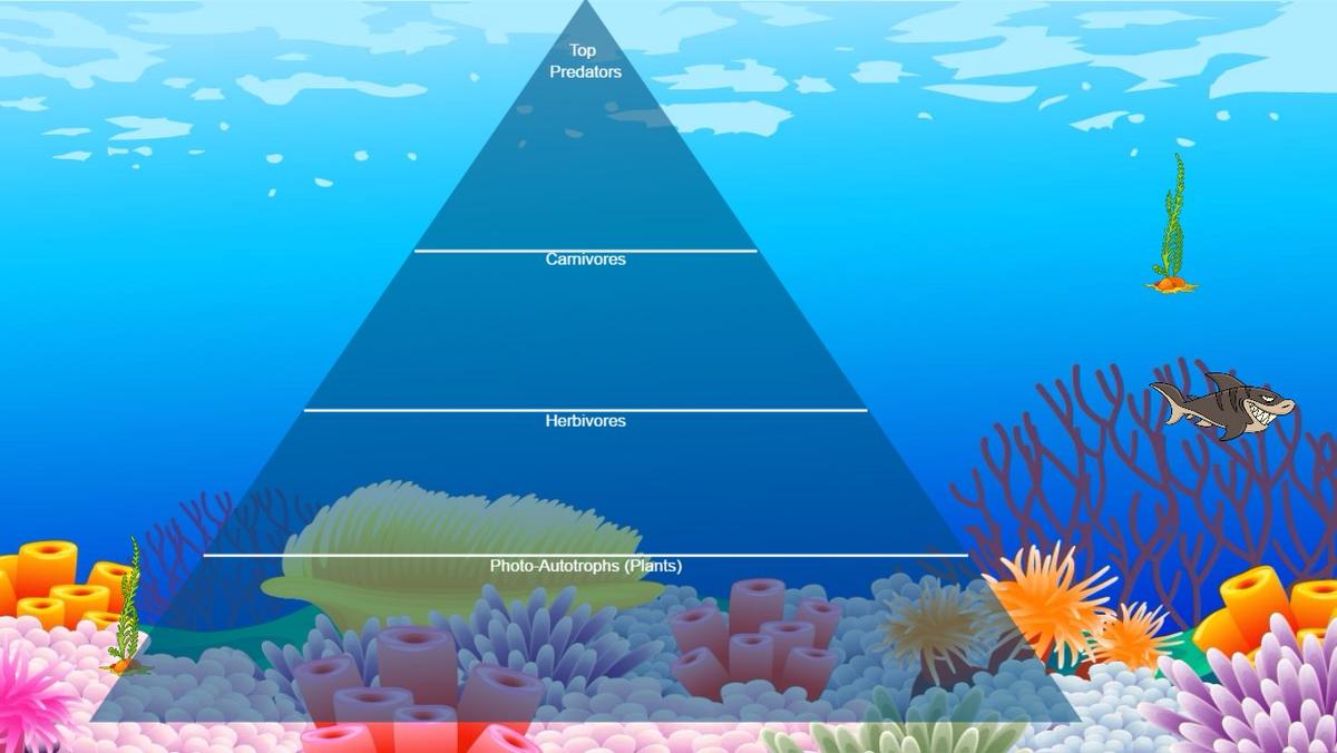 Ocean Ecological Pyramid