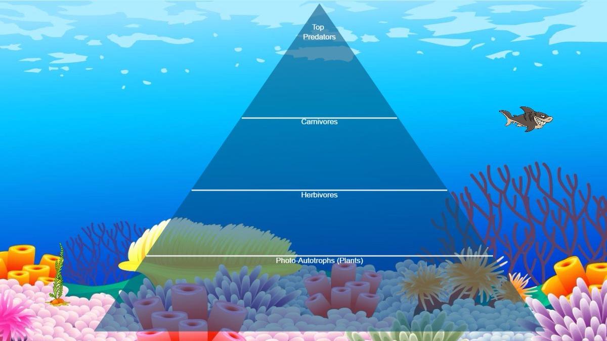 Ocean Ecological Pyrami