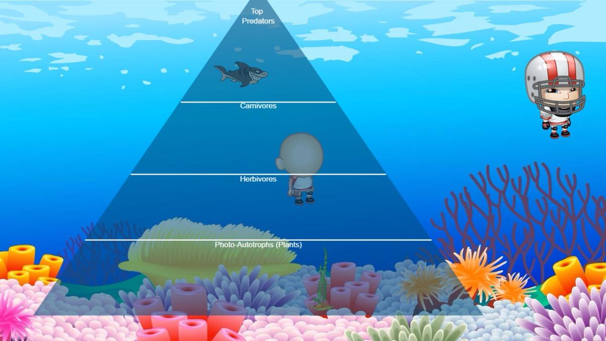 Ocean Ecological Pyramid