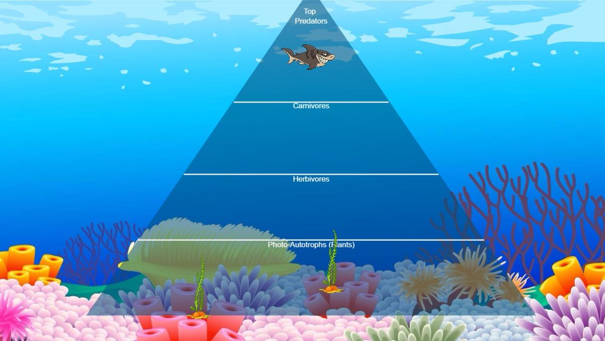 Ocean Ecological Pyramid