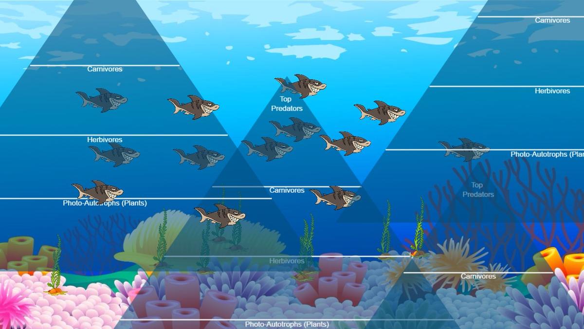 Ocean Ecological Pyramid