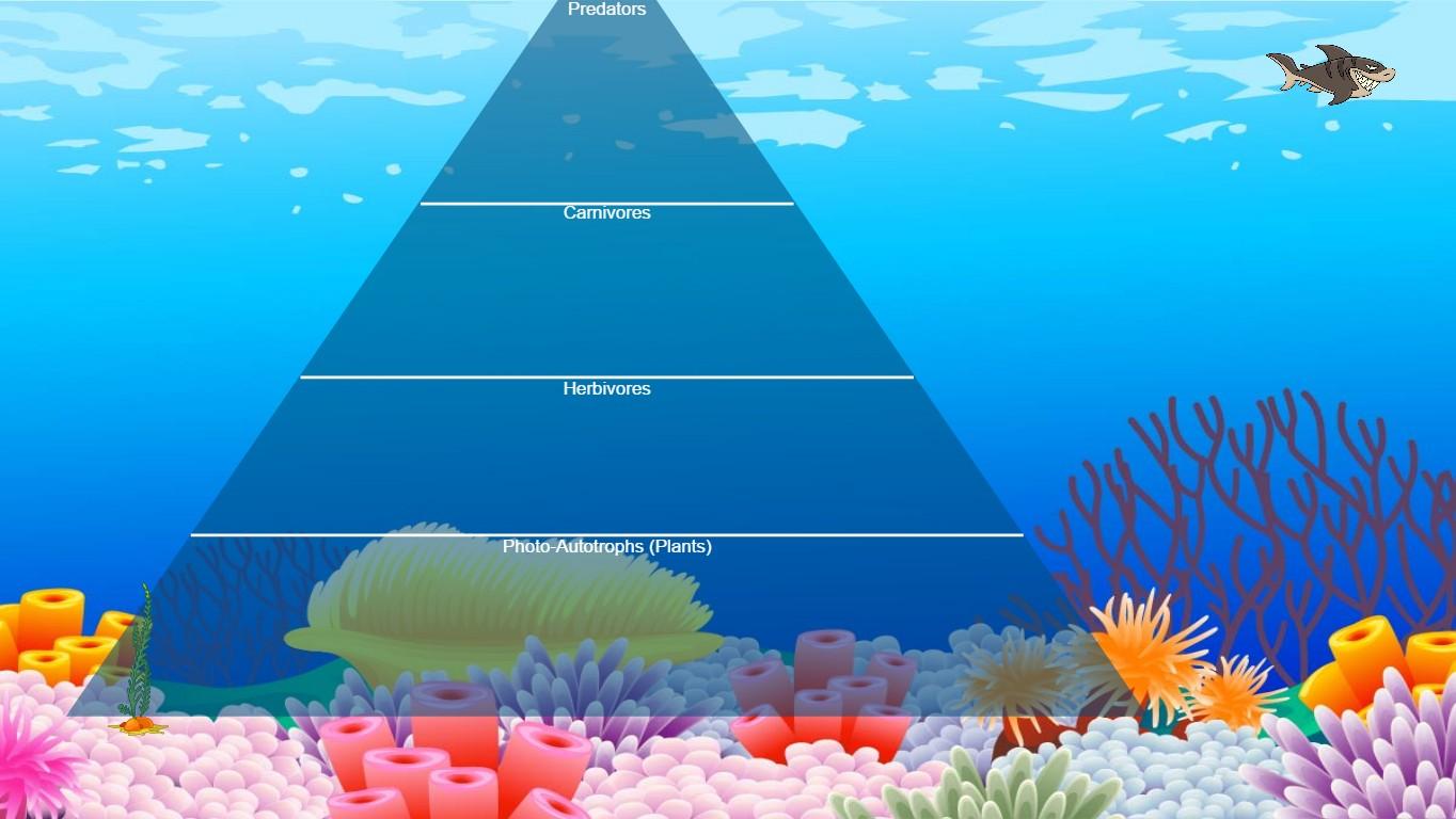 Ocean Ecological Pyramid