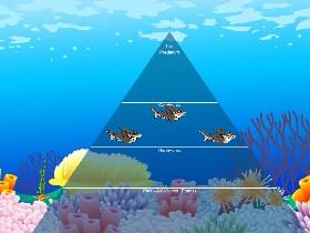 Ecological Pyramid 1