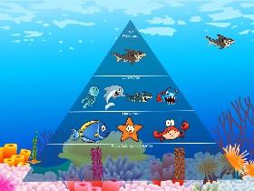 Ecological Pyramid 1