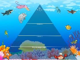 Ecological Pyramid 1