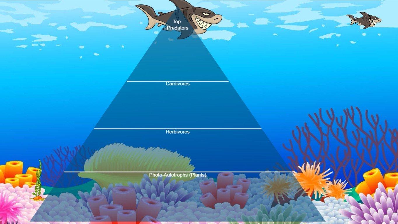 Ocean Ecological Pyramid