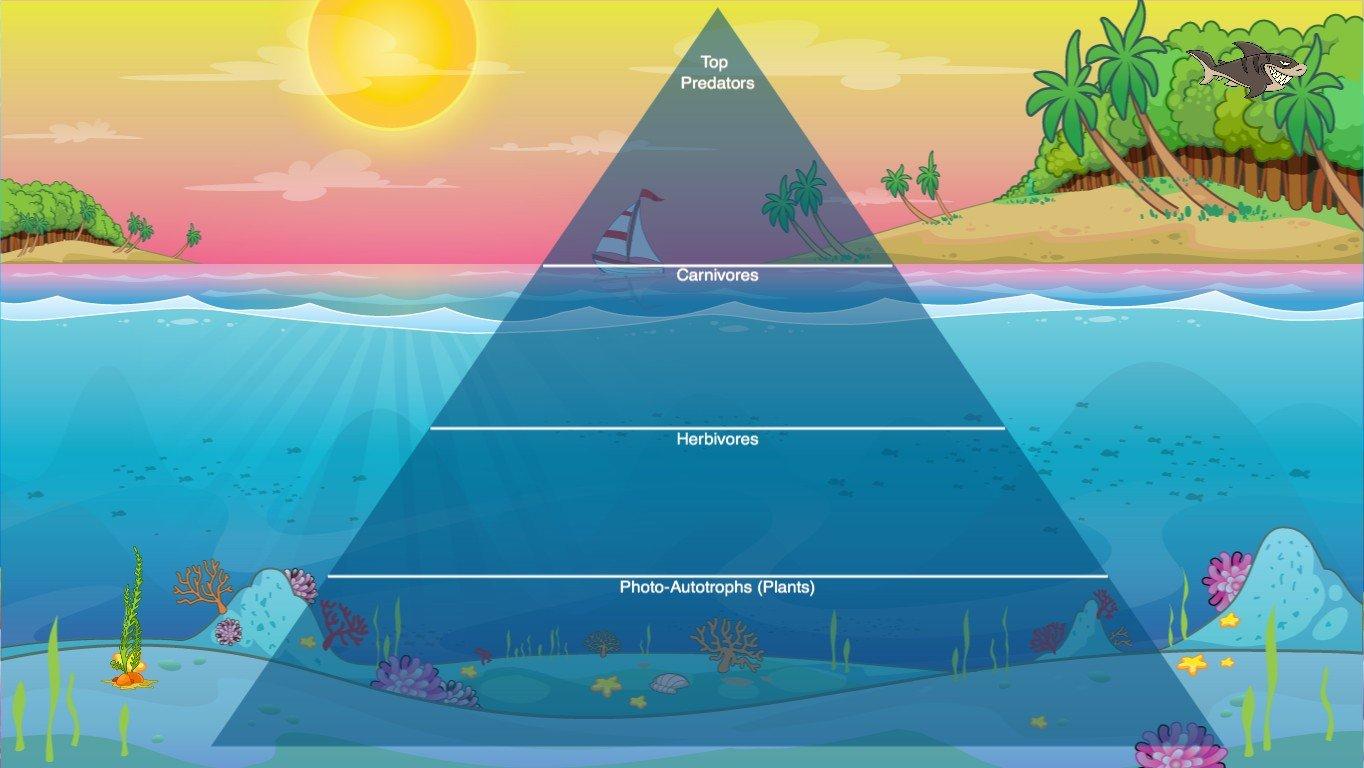 Ocean Ecological Pyramid