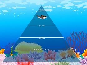 Ecological Pyramid 1