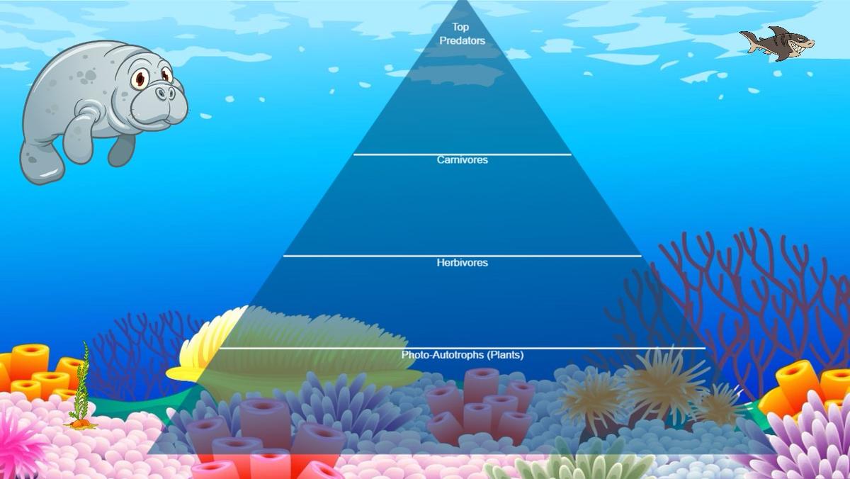 Ocean Ecological Pyramid