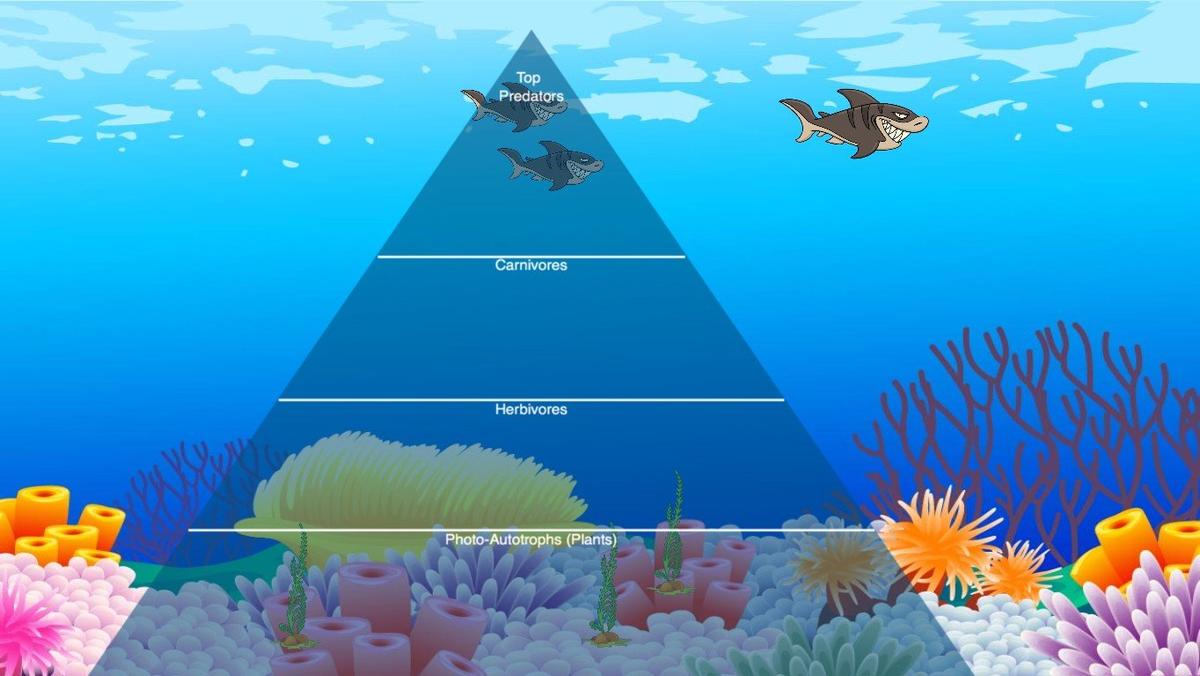 Ocean Ecological Pyramid