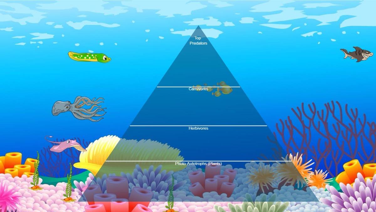 Ocean Ecological Pyramid