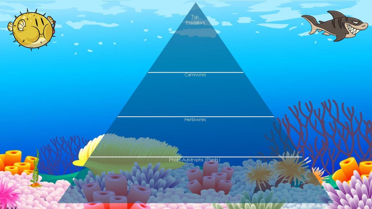 Ocean Ecological Pyramid