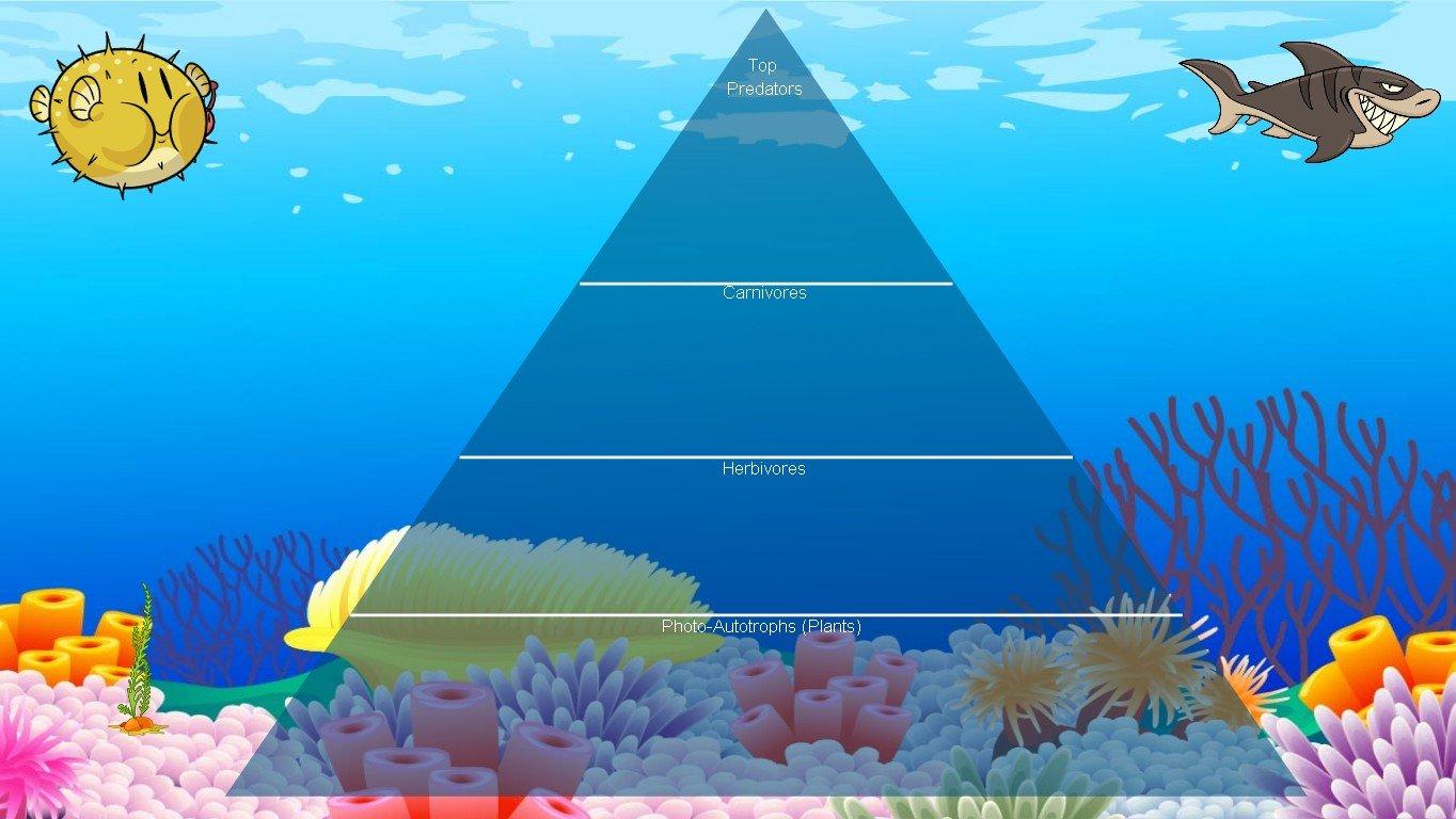 Ocean Ecological Pyramid