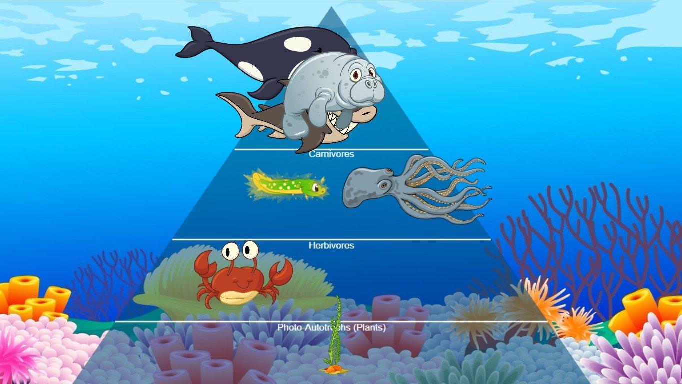 Ocean Ecological Pyramid