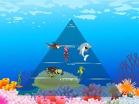 Ecological Pyramid 1