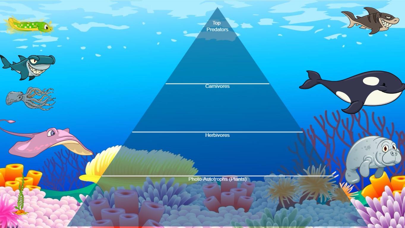 Ocean Ecological Pyramid