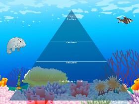 Ecological Pyramid 1