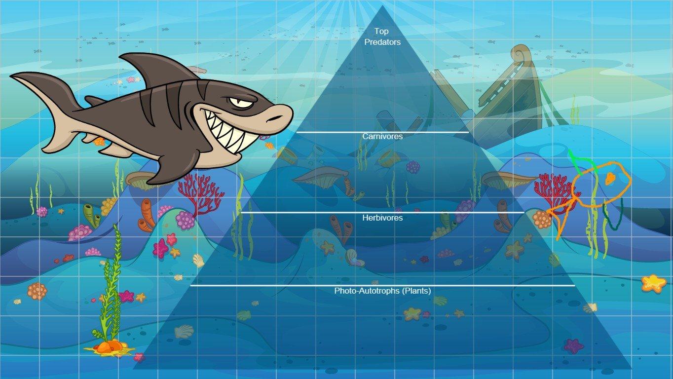 Ocean Ecological Pyramid