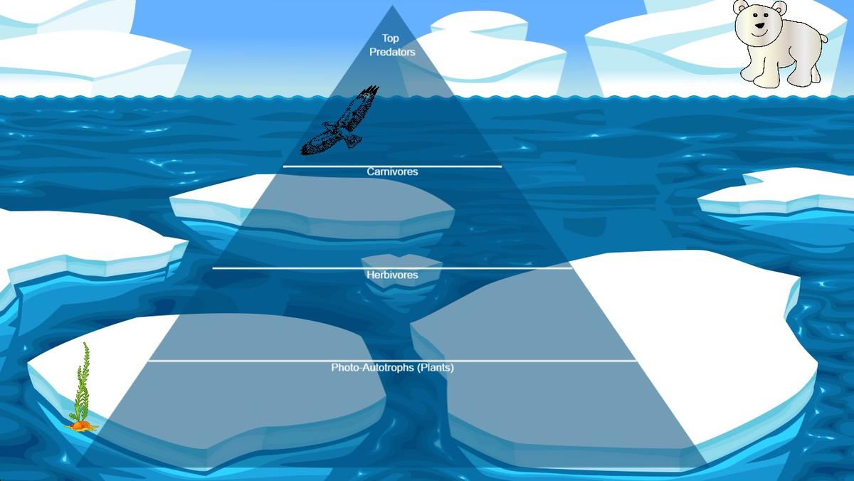 Ocean Ecological Pyramid