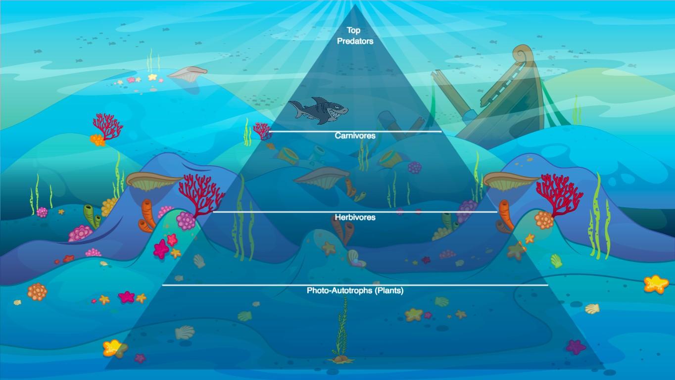 Ocean Ecological Pyramid