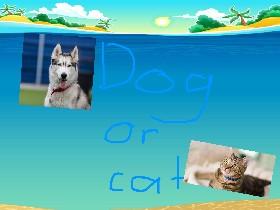 dog or cat