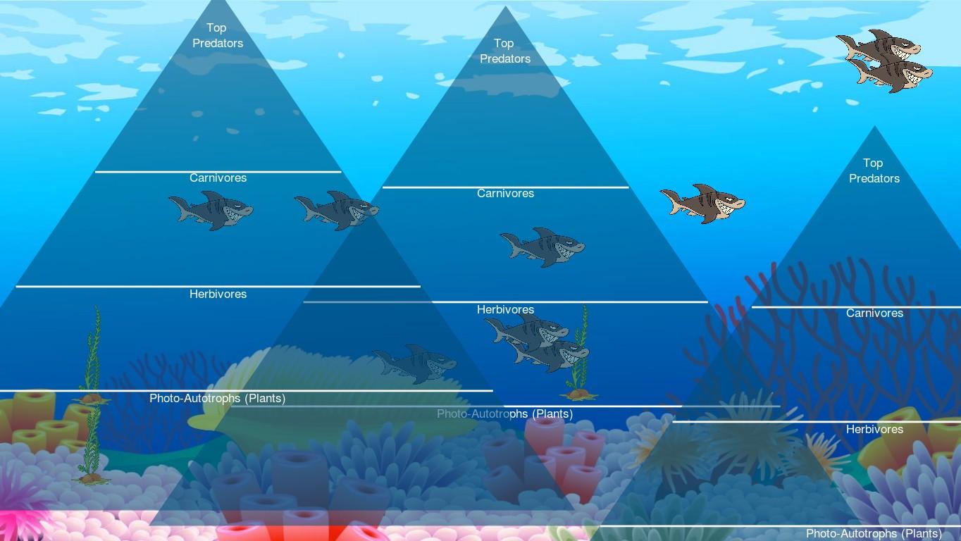 Ocean Ecological Pyramid