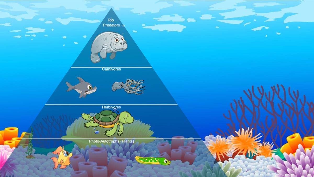 Ocean Ecological Pyramid - TEMPLATE