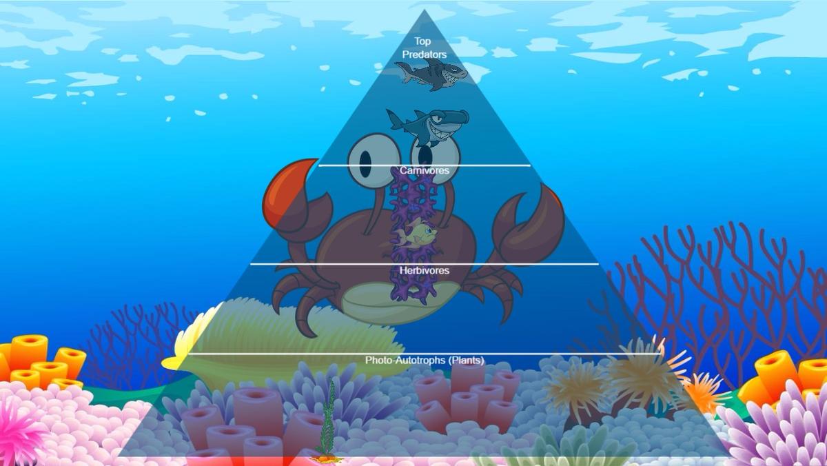 Ocean Ecological Pyramid - TEMPLATE