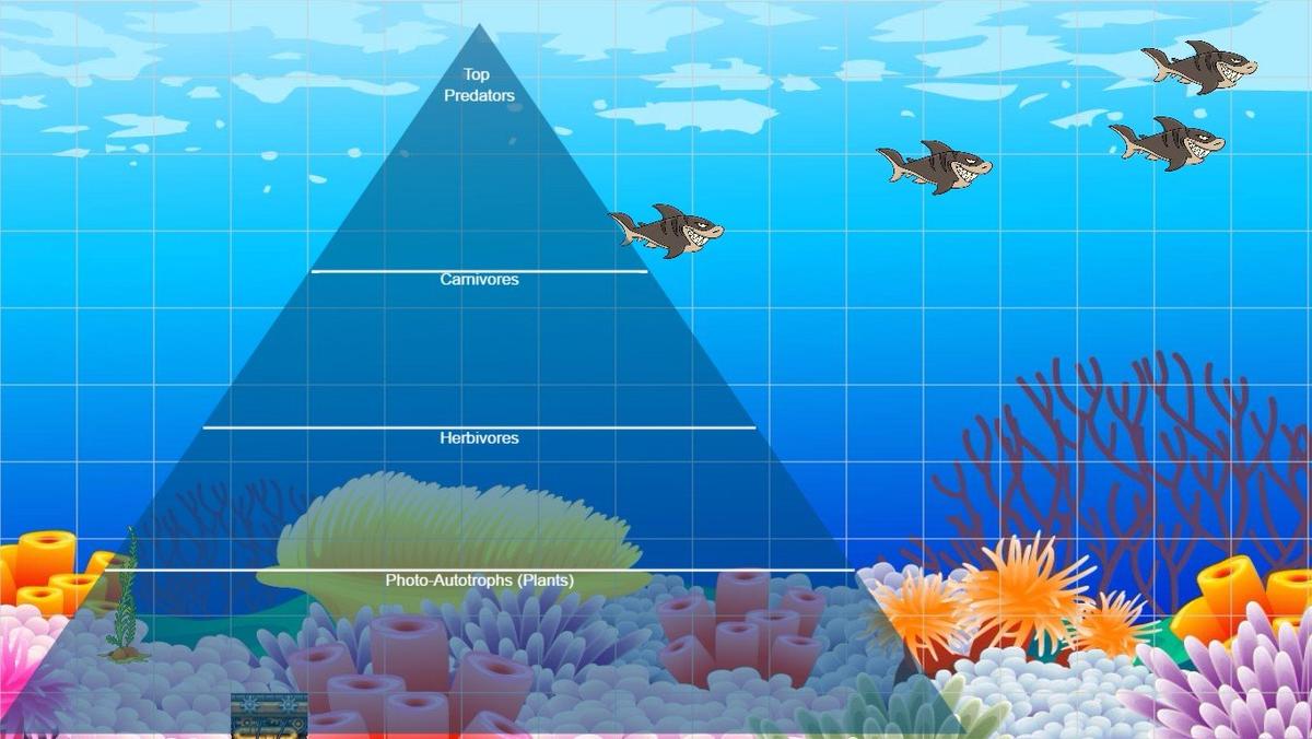 Ocean Ecological Pyramid