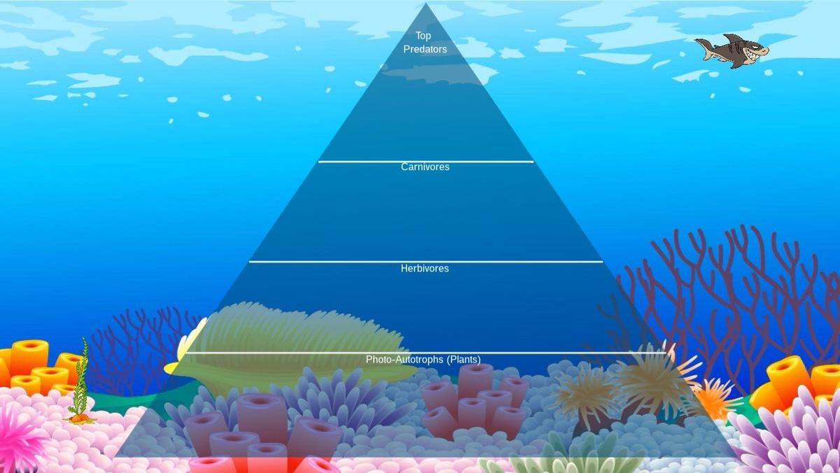 Ocean Ecological Pyramid - TEMPLATE