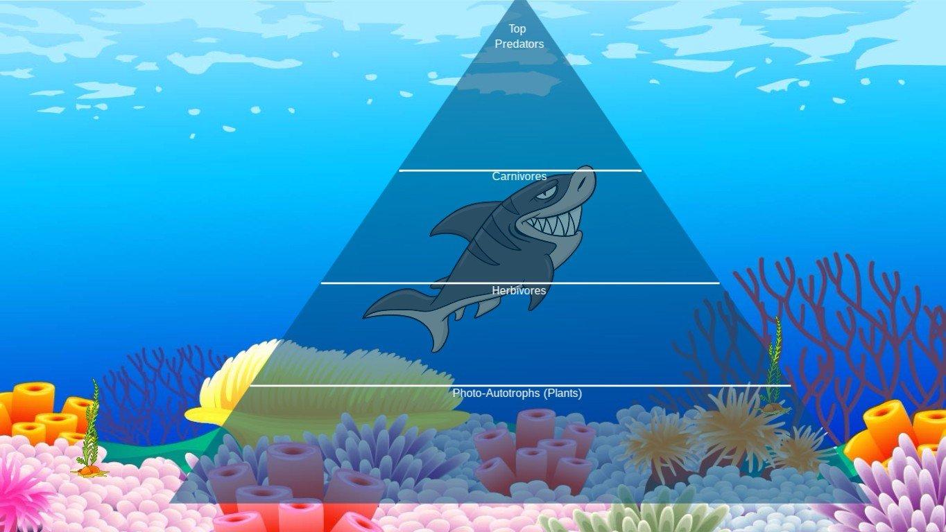 Ocean Ecological Pyramid - TEMPLATE