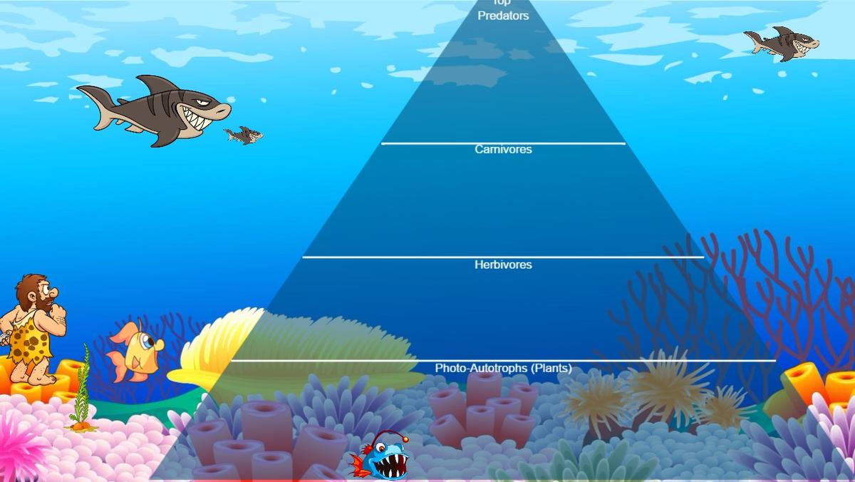 Ocean Ecological Pyramid 2