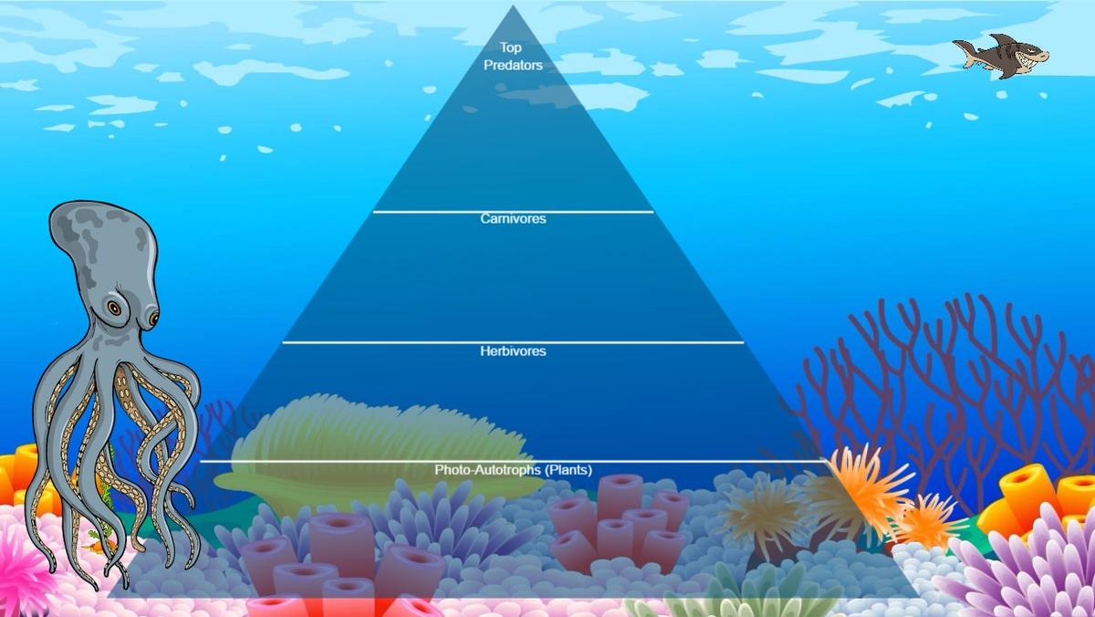 Ocean Ecological Pyramid - TEMPLATE