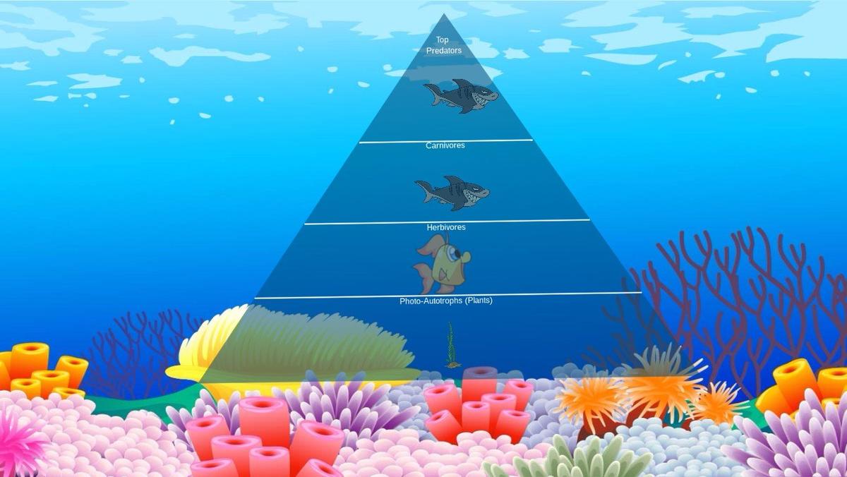 Ocean Ecological Pyramid - TEMPLATE