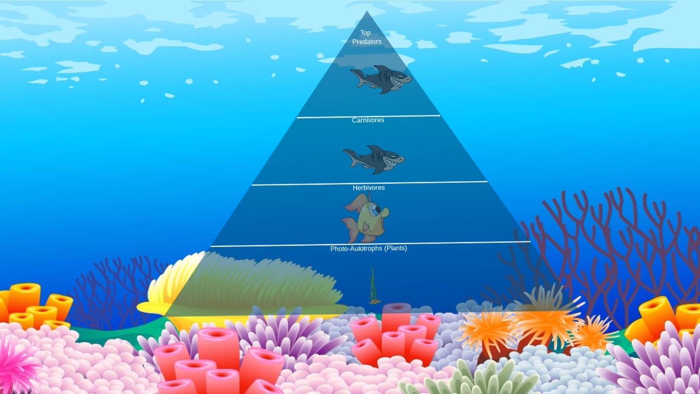 Ocean Ecological Pyramid - TEMPLATE