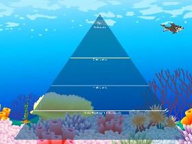 Ecological Pyramid 4