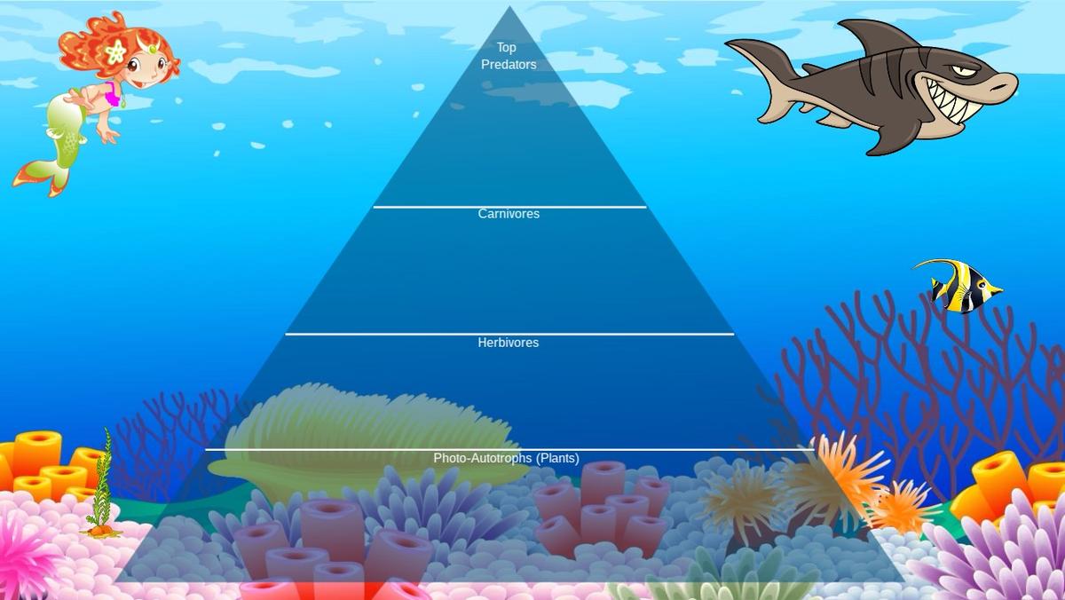 Ocean Ecological Pyramid - TEMPLATE