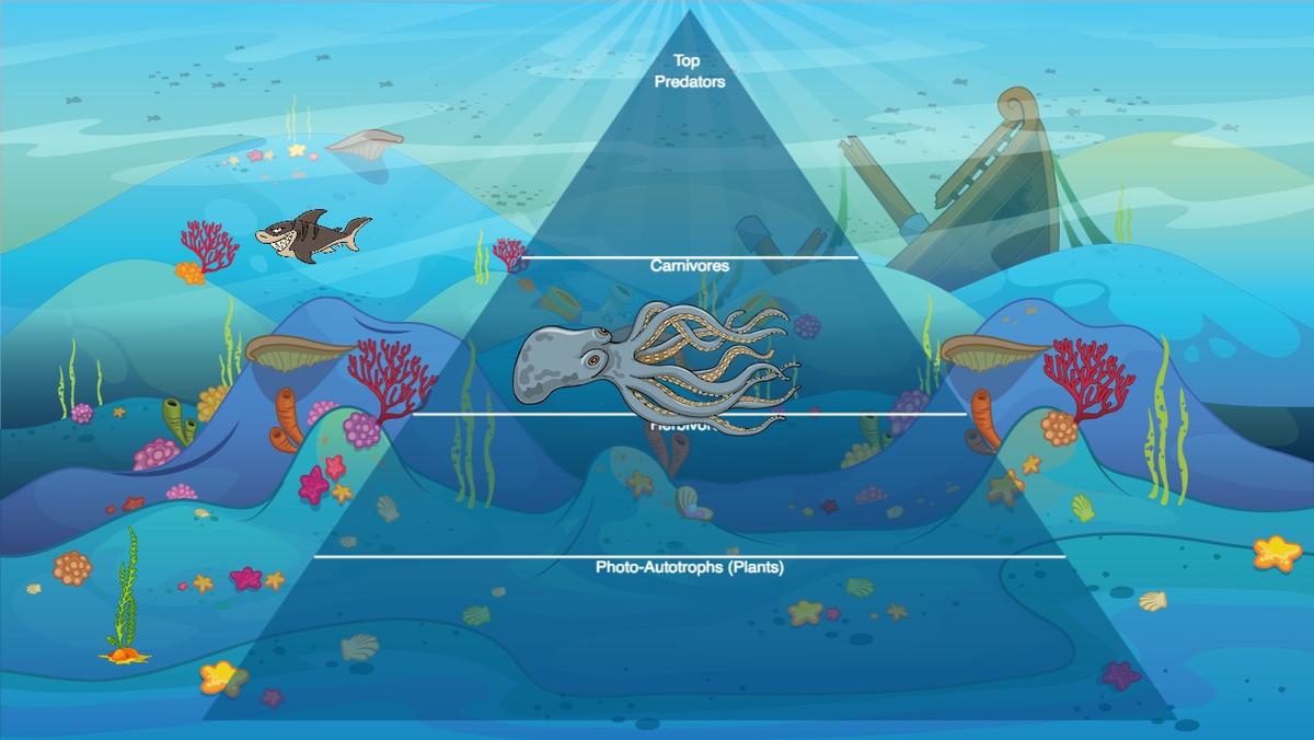 Ocean Ecological Pyramid - TEMPLATE