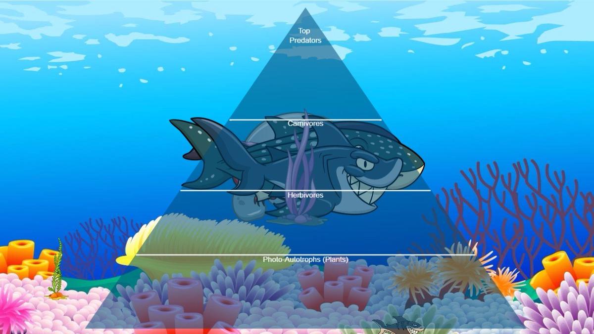 Ocean Ecological Pyramid - TEMPLATE