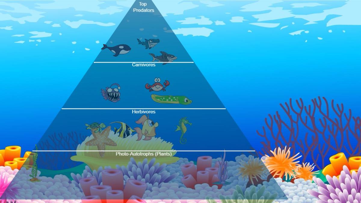 Ocean Ecological Pyramid - TEMPLATE