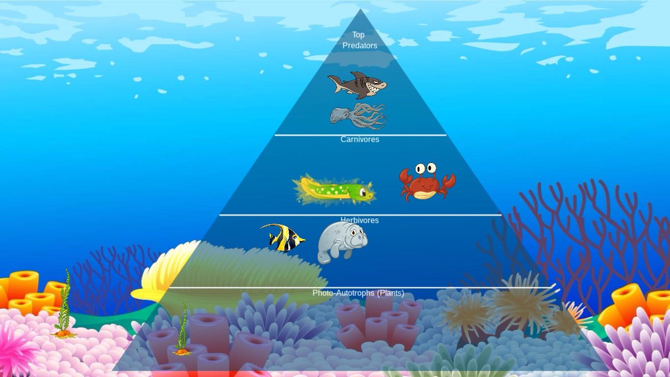 Ocean Ecological Pyramid - TEMPLATE