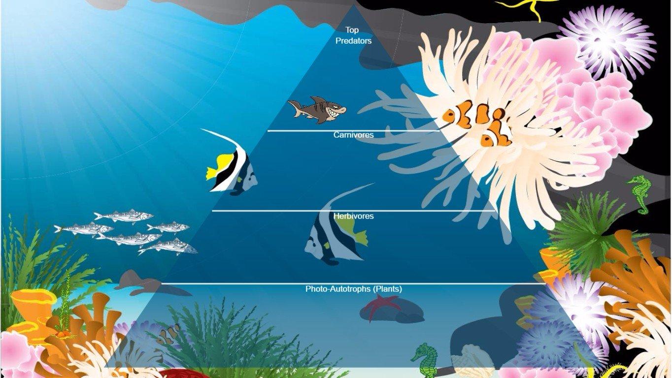 Ocean Ecological Pyramid - TEMPLATE